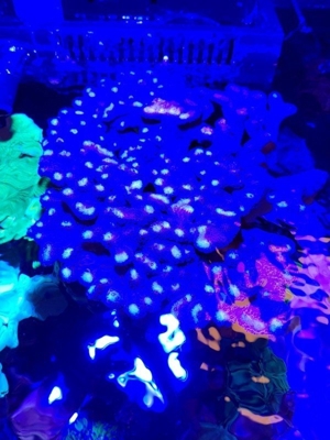 Korallen Ableger Scheibenanemonen Rhodactis Superman Ricordea SPS LPS Bild 7