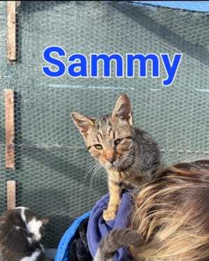 Traumkater Sammy sucht neues Zuhause