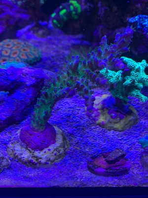 Acropora sp. sps Koralle Ableger