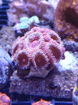 LPS, Acanthastrea rot