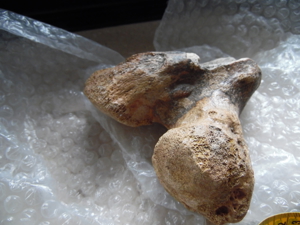 Fossilien Mammut Knochen