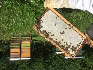 Friedliche Carnica Bienen Völker und Ableger im Zandermaß Bild 3