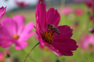 Friedliche Carnica Bienen Völker und Ableger im Zandermaß Bild 2