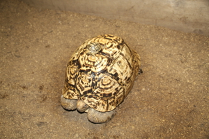 Pantherschildkröten Sigmochelys Paradalis babcocki Bild 4