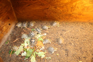 Pantherschildkröten Sigmochelys Paradalis babcocki Bild 2