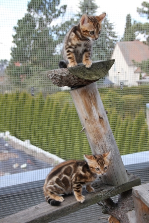 Reinrassige Bengal Kitten mit Stammbaum m/w