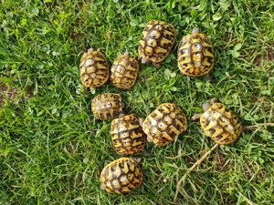 Grieschiche Landschildkröten Nachzucht 2022