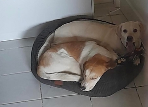 Dinus sucht sein Einzelzuhause auf dem Land Bild 2