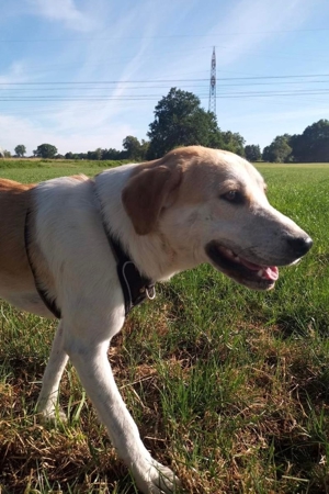 Dinus sucht sein Einzelzuhause auf dem Land Bild 4