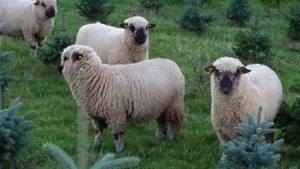 Shropshire Schafe aus Herdbuch - Stammzucht zu verkaufen ! Bild 12