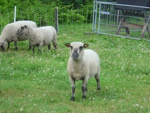 Shropshire Schafe aus Herdbuch - Stammzucht zu verkaufen ! Bild 9