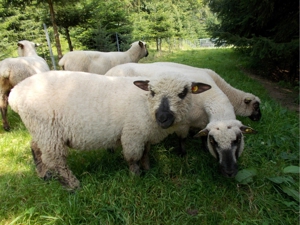 Shropshire Schafe aus Herdbuch - Stammzucht zu verkaufen ! Bild 11