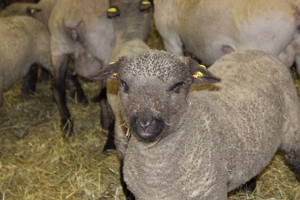 Shropshire Schafe aus Herdbuch - Stammzucht zu verkaufen ! Bild 4