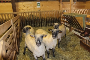 Shropshire Schafe aus Herdbuch - Stammzucht zu verkaufen ! Bild 6