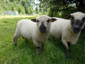 Shropshire Schafe aus Herdbuch - Stammzucht zu verkaufen ! Bild 10