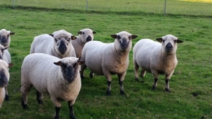 Shropshire Schafe aus Herdbuch - Stammzucht zu verkaufen ! Bild 13