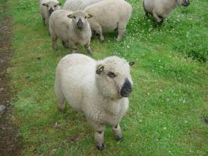 Shropshire Schafe aus Herdbuch - Stammzucht zu verkaufen ! Bild 8