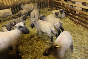 Shropshire Schafe aus Herdbuch - Stammzucht zu verkaufen ! Bild 5