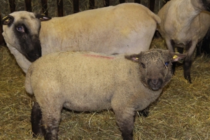 Shropshire Schafe aus Herdbuch - Stammzucht zu verkaufen ! Bild 3