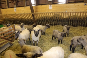 Shropshire Schafe aus Herdbuch - Stammzucht zu verkaufen ! Bild 7