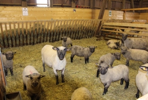 Shropshire Schafe aus Herdbuch - Stammzucht zu verkaufen ! Bild 2