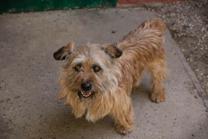 Terrier Mischlings Rüde Hermann sucht sein Körbchen