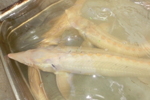 Koi, Shubunkin, Goldschleien, Goldorfen, Goldfische, Störe Bild 12