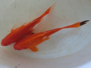 Koi, Shubunkin, Goldschleien, Goldorfen, Goldfische, Störe Bild 8