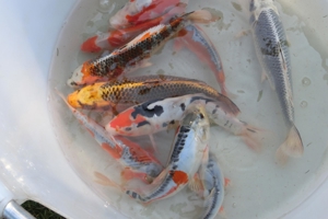 Koi, Shubunkin, Goldschleien, Goldorfen, Goldfische, Störe