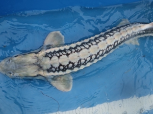 Koi, Shubunkin, Goldschleien, Goldorfen, Goldfische, Störe Bild 9