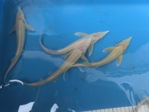 Koi, Shubunkin, Goldschleien, Goldorfen, Goldfische, Störe Bild 11