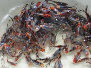 Koi, Shubunkin, Goldschleien, Goldorfen, Goldfische, Störe Bild 4