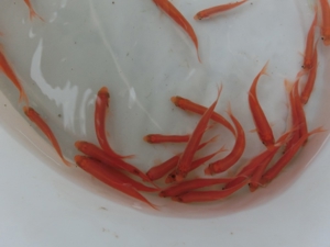 Koi, Shubunkin, Goldschleien, Goldorfen, Goldfische, Störe Bild 7