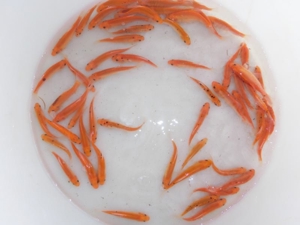 Koi, Shubunkin, Goldschleien, Goldorfen, Goldfische, Störe Bild 5