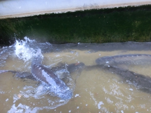 Koi, Shubunkin, Goldschleien, Goldorfen, Goldfische, Störe Bild 10