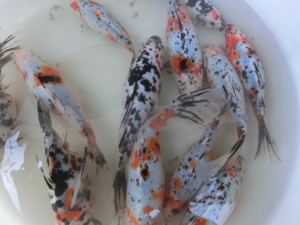 Koi, Shubunkin, Goldschleien, Goldorfen, Goldfische, Störe Bild 3