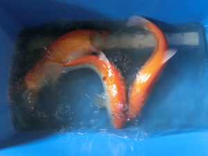 Koi, Shubunkin, Goldschleien, Goldorfen, Goldfische, Störe Bild 6