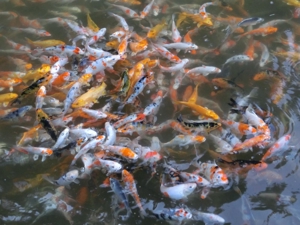 Koi, Shubunkin, Goldschleien, Goldorfen, Goldfische, Störe Bild 2
