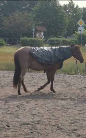 quarter Horse deckhengst Bild 2