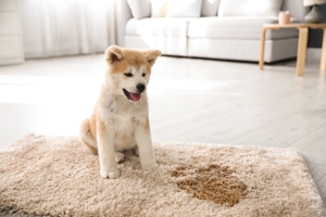 Hund Urin an Teppich_Teppichreinigung bei Teppich Parsi Bild 2