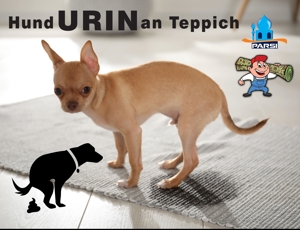 Hund Urin an Teppich_Teppichreinigung bei Teppich Parsi Bild 1