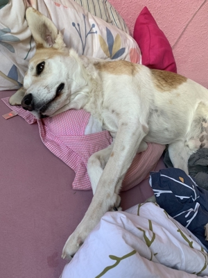 Dinus sucht sein Einzelzuhause auf dem Land Bild 6