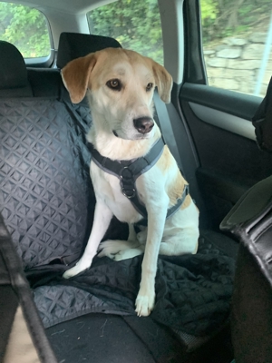 Dinus sucht sein Einzelzuhause auf dem Land Bild 15