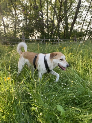 Dinus sucht sein Einzelzuhause auf dem Land Bild 8