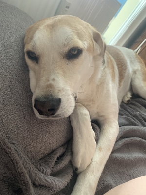 Dinus sucht sein Einzelzuhause auf dem Land Bild 10