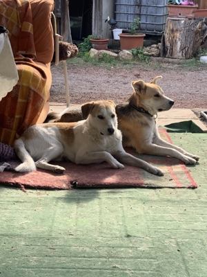 Dinus sucht sein Einzelzuhause auf dem Land Bild 11