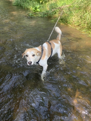 Dinus sucht sein Einzelzuhause auf dem Land Bild 14