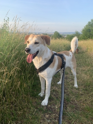 Dinus sucht sein Einzelzuhause auf dem Land Bild 9