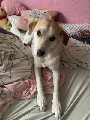 Dinus sucht sein Einzelzuhause auf dem Land Bild 13