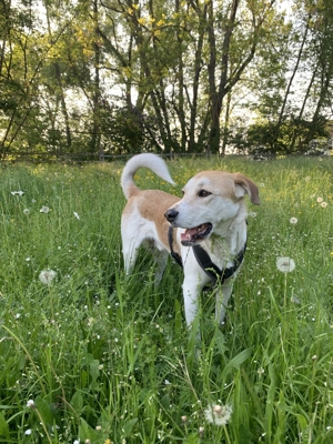 Dinus sucht sein Einzelzuhause auf dem Land Bild 16